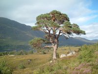 Glen-Affric-Scots-Pine-03.jpg