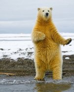 awesome-dancing-bear-funny-photos4.jpg
