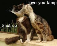 cat + lamp = love.jpg