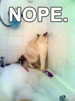 nope cat.jpg