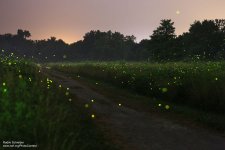 Fireflies.jpg