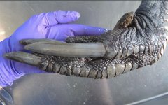 cassowary-claw-that-looks-like-dinosaur-foot.jpg