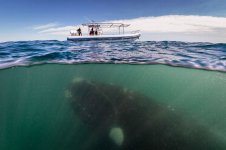 A-southern-right-whale-mother-seen-under-a-whale-watching-boat-in-Peninsula-Valdez-Argentina-MAI.jpg