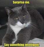 36-funny-sarcastic-cat-meme.png