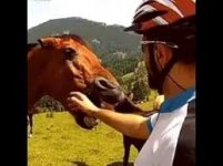 horse_bite.jpg