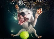 Underwater-Dogs-Is-Back-With-More-Funny-Dog-Pictures-1.jpg
