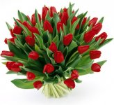 tulipany2006.jpg