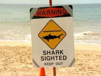 shark-sighted-sign.jpg