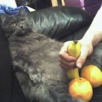 Cats_Fruit_Exposure.jpg