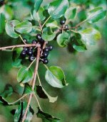 Rhamnus_catharticus_leaves_and_fruit.jpg