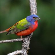 sobriquetzal