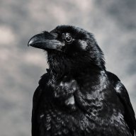 saintpoe
