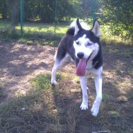 Sorin_Goga
