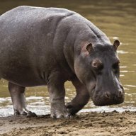 Potamus
