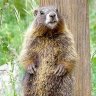 WileyMarmot