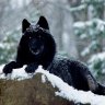 Blackwolfscar