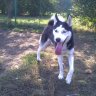 Sorin_Goga