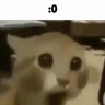 Kustoog