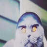 folkcat67