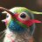 Humminggrasshopper
