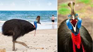 Why the cassowary is the world's most dangerous bird | Guinness ...