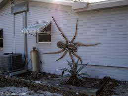 Photo of Giant Spider: Real or Hoax? | Meanwhile in australia, Large spiders,  Spider