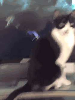 27-Reasons-You-Cant-Trust-Cats24.gif