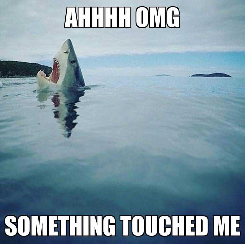 ahhhh-omg-shark-memes.jpg