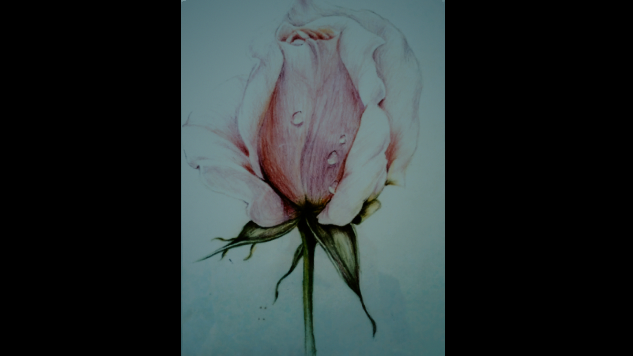 An Ordinary Rose   Signed - M. M..png