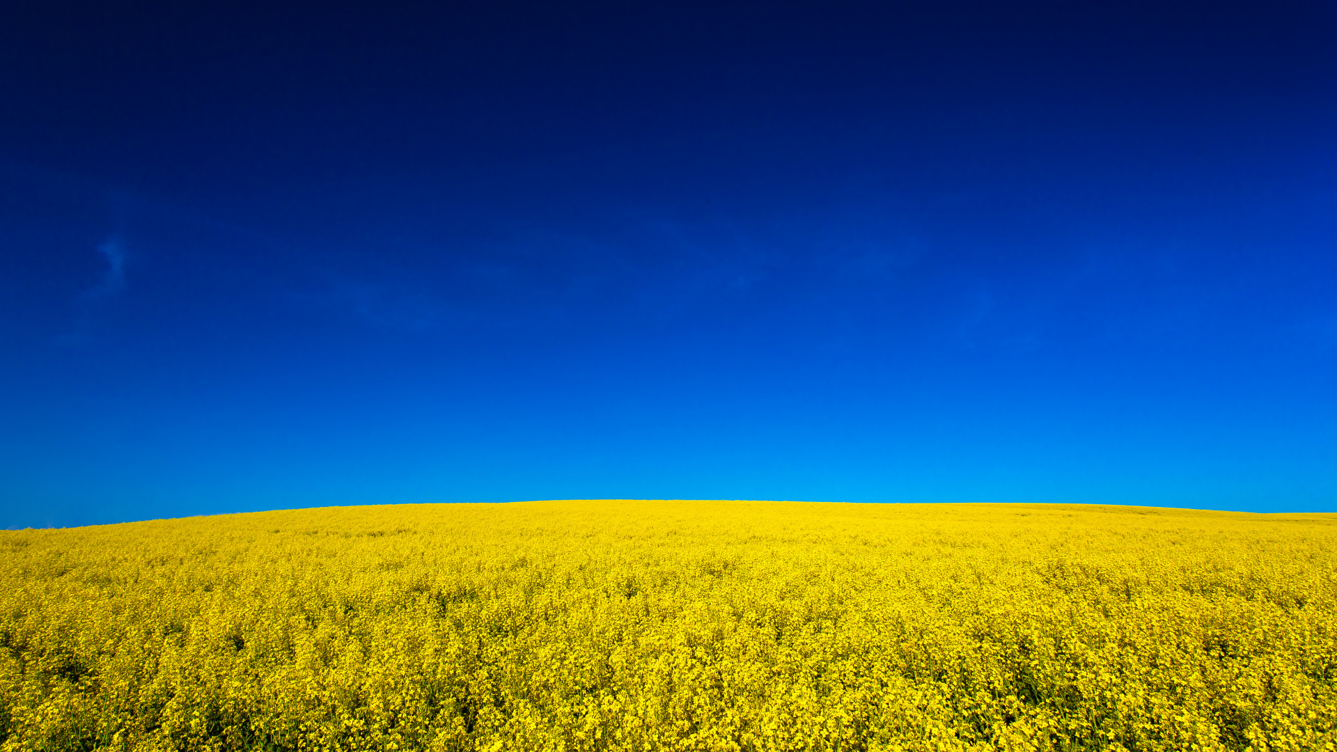 canola-fields-yellow-nature.jpg