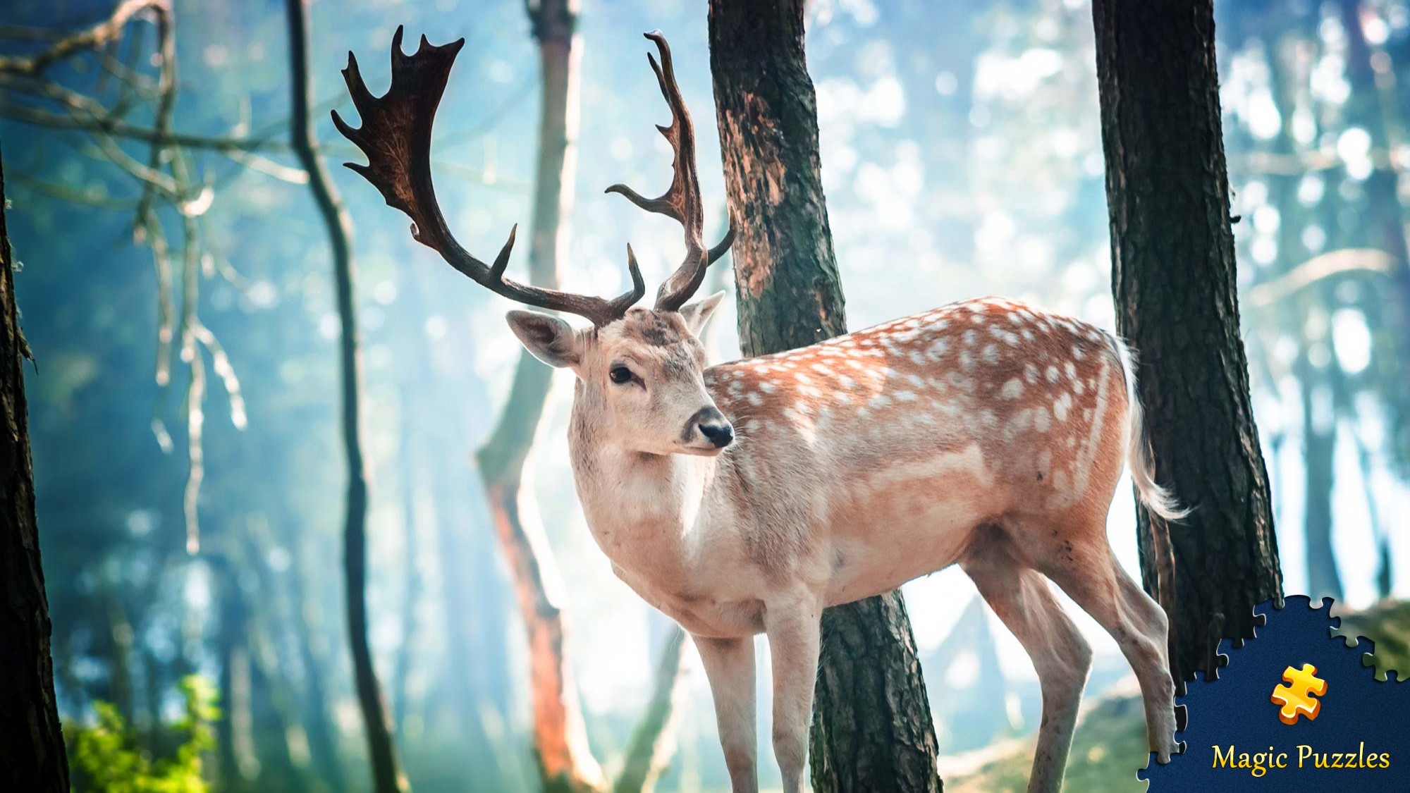 Magic Puzzles. Fallow deer in a forest.jpg